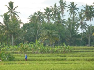 Rice paddy