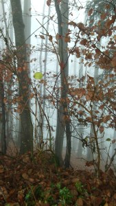 IMG_20141130_135840[1]