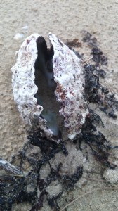 Natural beach arts 2